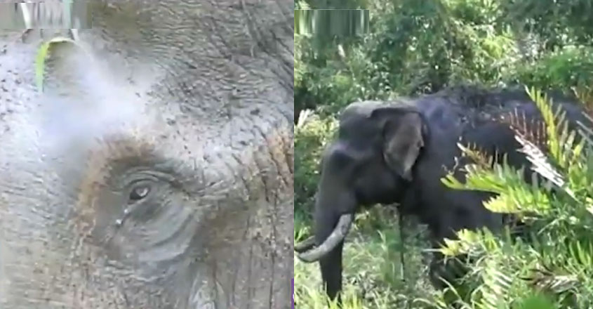 elephant-tvm-13-03 elephant-tvm-13-03