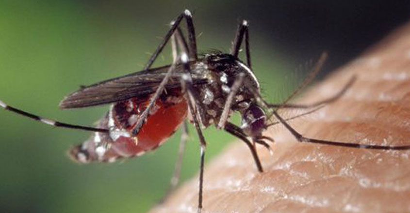 mosquito mosquito