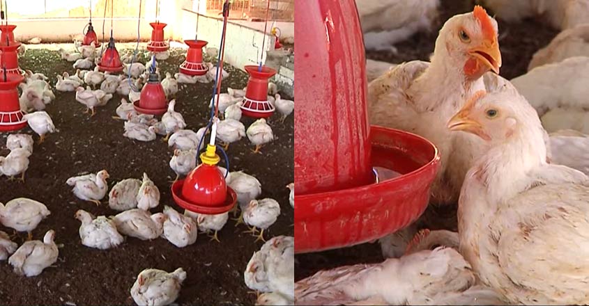 kerala-chicken-project