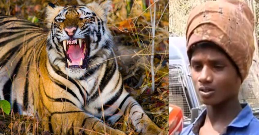 wayanad-tiger-attack