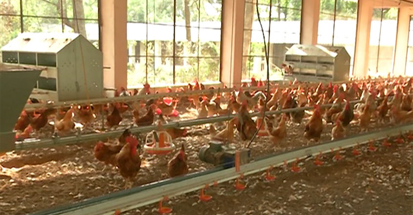 L'élevage de volailles dans la cour arrière au Kerala - KozhikoDe Poultry Farm