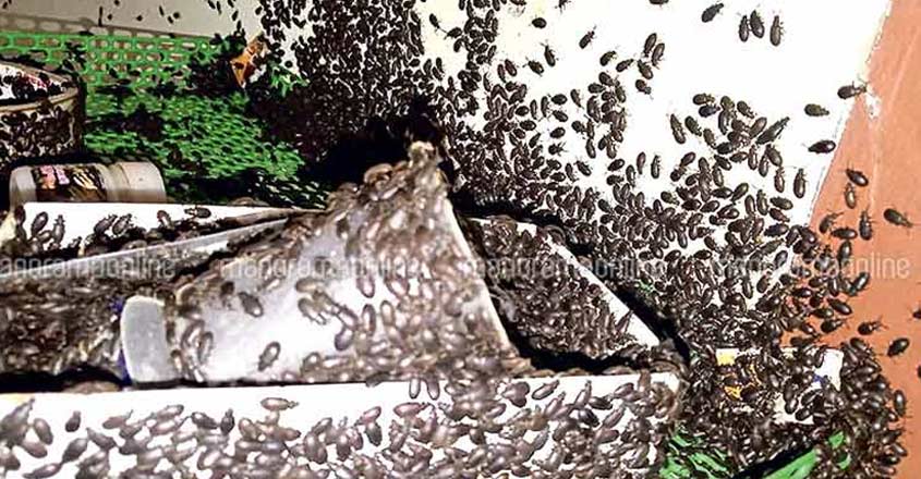 muplee-vandu-ponkunnam