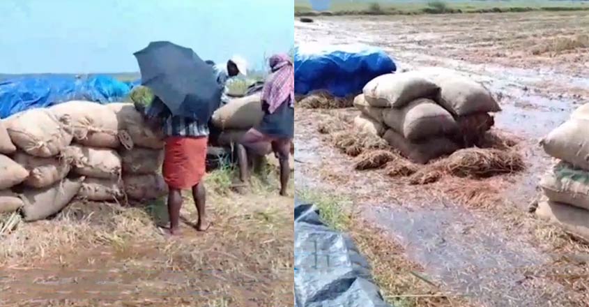 thrissur-paddy-farmers thrissur-paddy-farmers
