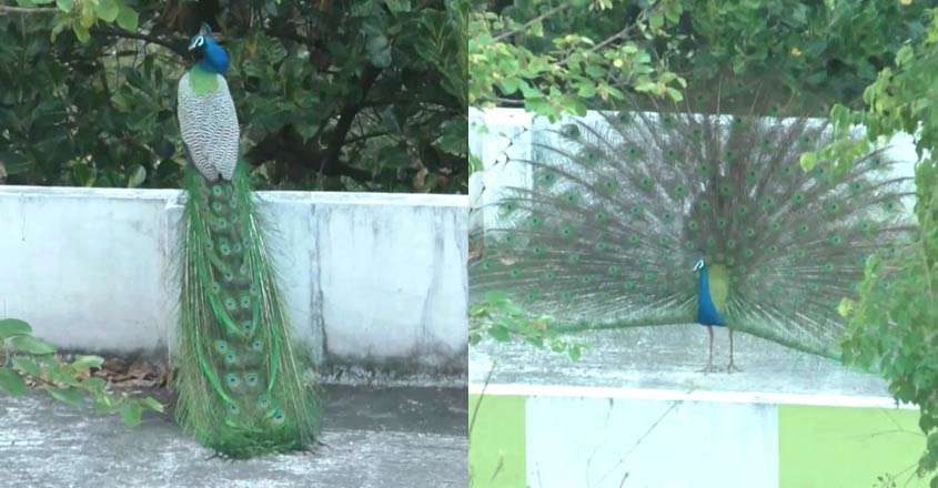 peacock-dancing-in-rain-clouds