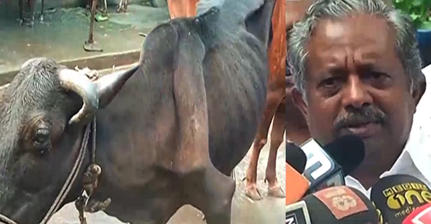 cow cow