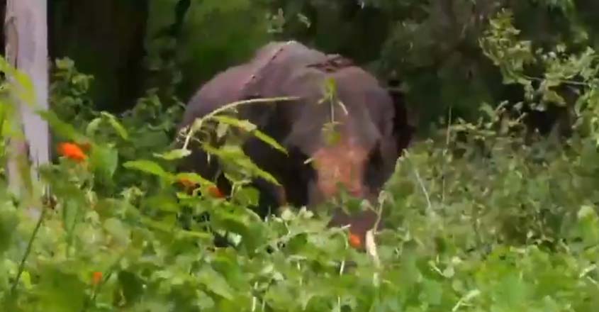 wild-elephant-muthanga wild-elephant-muthanga