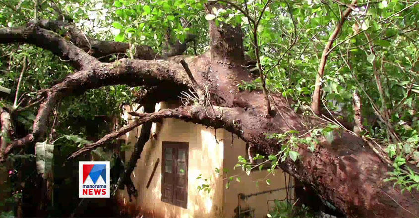 kozhikode-house-tree kozhikode-house-tree