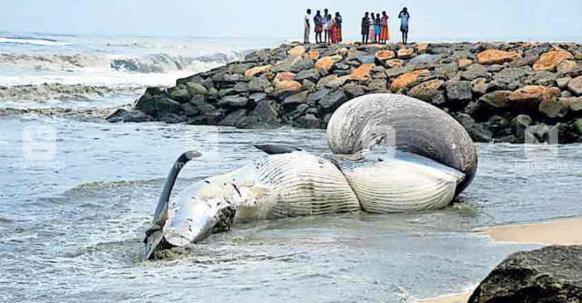 alp-sea-whale alp-sea-whale