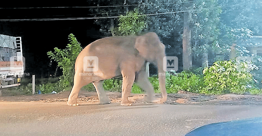 wayanad-thorapally-kattana1 wayanad-thorapally-kattana1