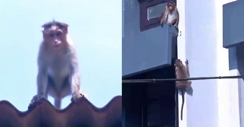 monkey monkey