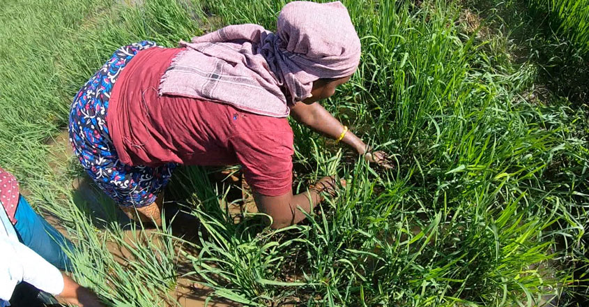 farmers-22 farmers-22