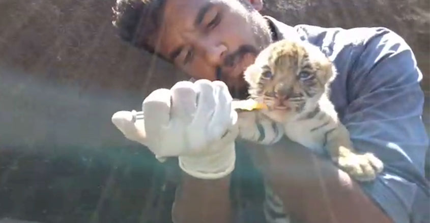 tigercub-22 tigercub-22