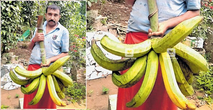 idukki-marykulam-banana-image-845-440