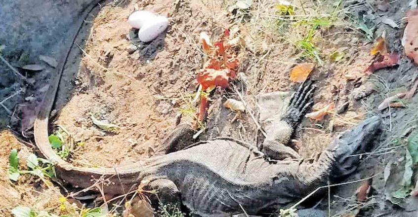 thrissur-monitor-lizard-image-845-440 thrissur-monitor-lizard-image-845-440