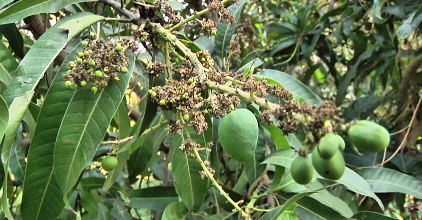 mango-palakkad-muthalamada mango-palakkad-muthalamada