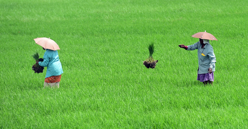 Paddy-field-at-Kuttanad Paddy-field-at-Kuttanad