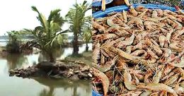 കരിനിലങ്ങളിലെ മീന്പിടിത്തം; തർക്കം രൂക്ഷം; ഉത്തരവ് ലംഘിച്ചാൽ നടപടി കരിനിലങ്ങളിലെ മീന്പിടിത്തം; തർക്കം രൂക്ഷം; ഉത്തരവ് ലംഘിച്ചാൽ നടപടി