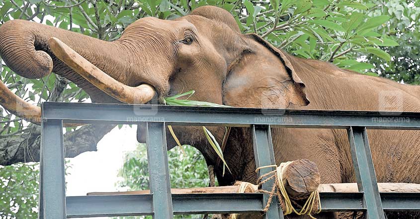 pathanamthitta-elephant pathanamthitta-elephant