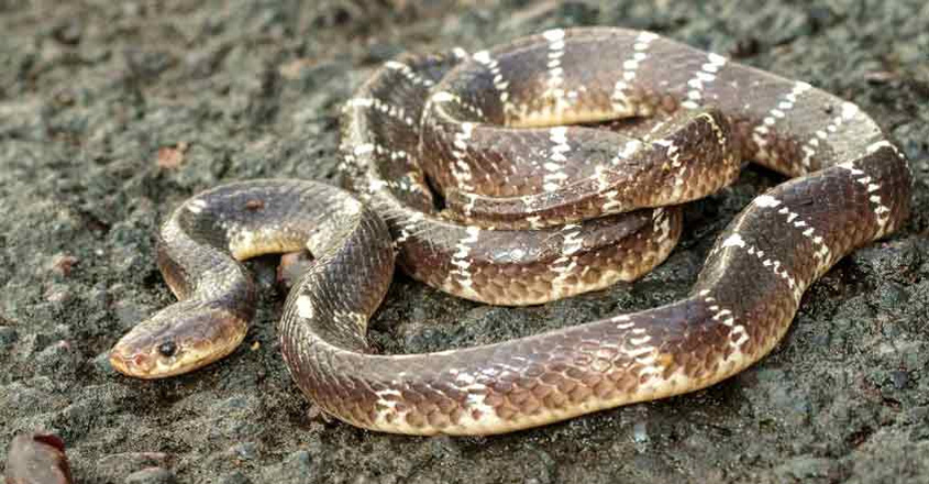 snake-kerala
