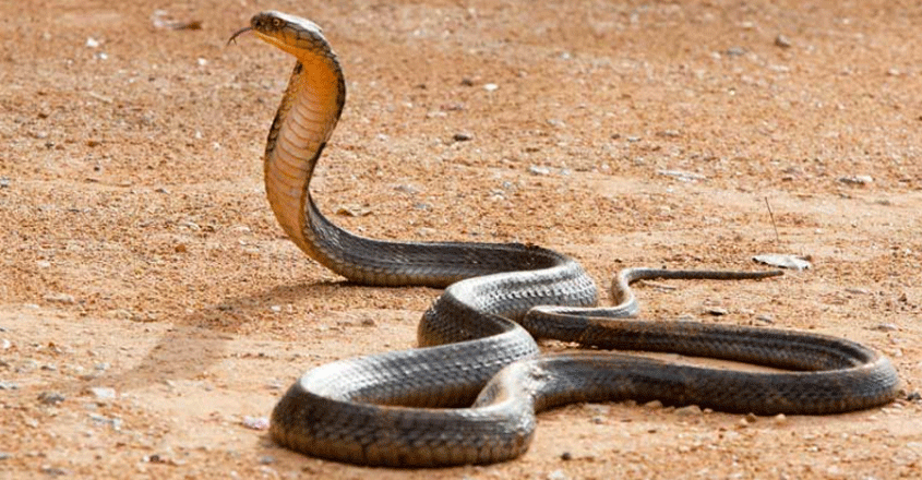 snake-01 snake-01