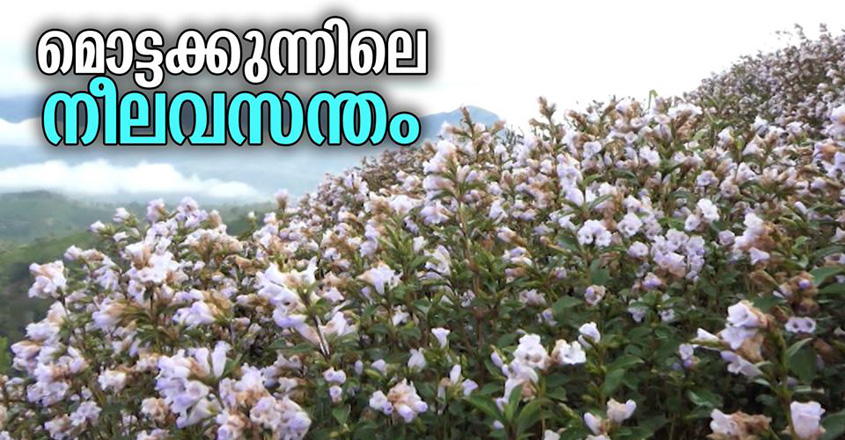 neelakurinji neelakurinji