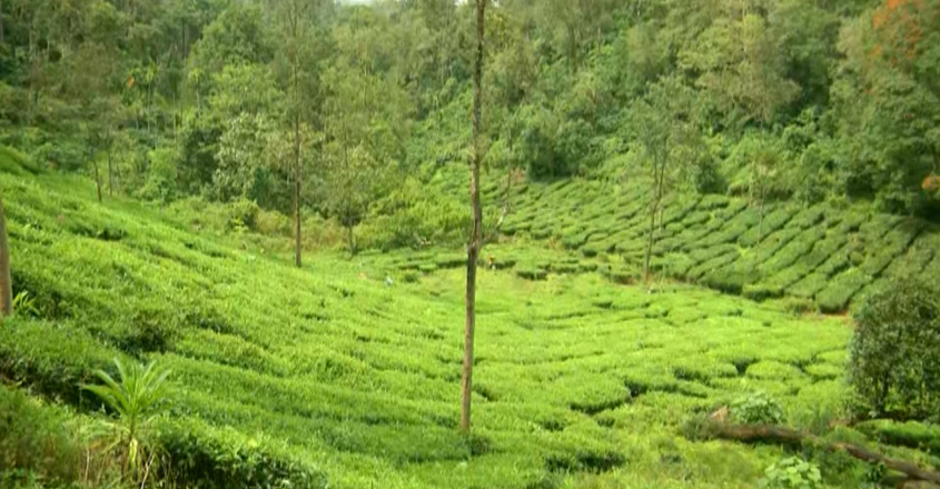 tea-leaf tea-leaf