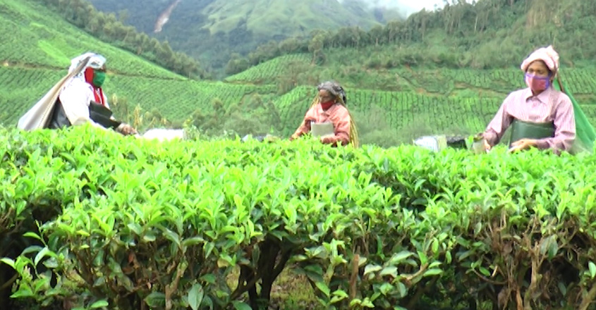 pettimudi-tea-01 pettimudi-tea-01