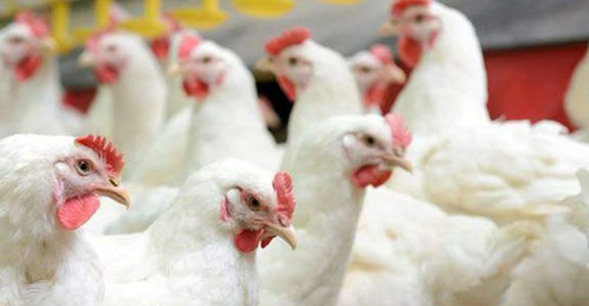 chicken-wb chicken-wb