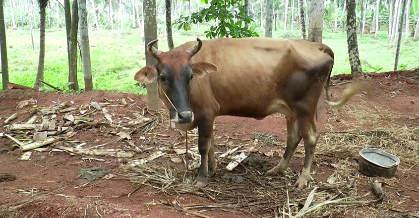 cow cow