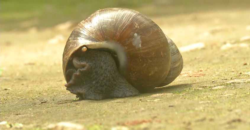 snail snail