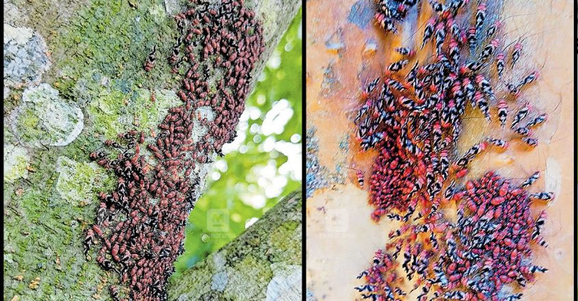 Desh Insect ഈച്ച കടിച്ചു; ചൊറിച്ചിലും ദേഹാസ്വാസ്ഥ്യവും, തൃശൂരിൽ ഒട്ടേറെ പേർ ചികിത്സതേടി