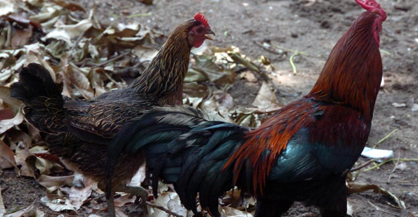 hen hen
