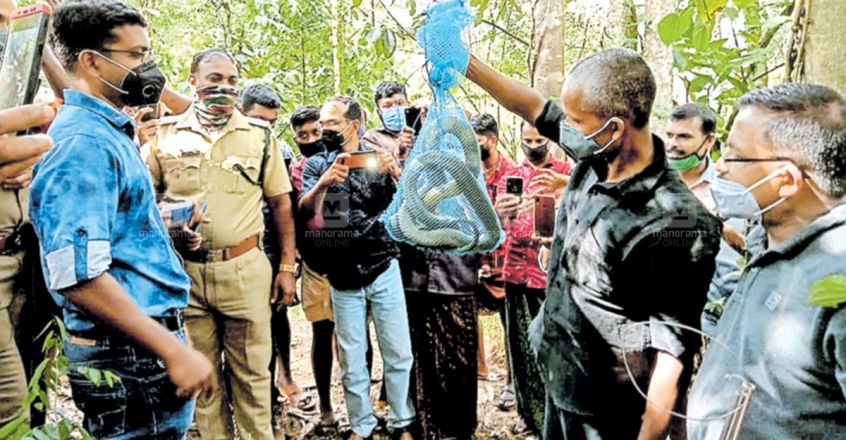 idukki-mankulam-king-cobra-snake.jpg.image.845.440 idukki-mankulam-king-cobra-snake.jpg.image.845.440