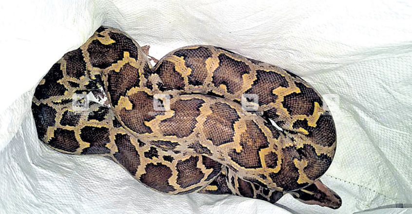 idukki-muttom-reticulated-python-snake.jpg.image.845.440 idukki-muttom-reticulated-python-snake.jpg.image.845.440