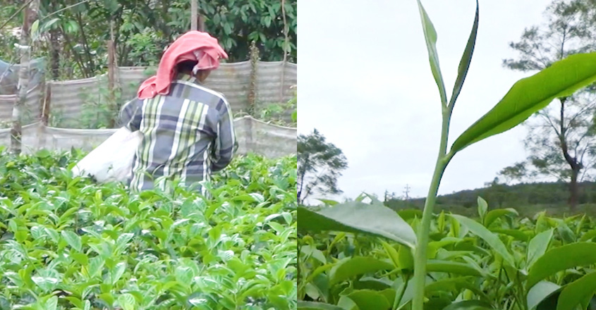 tea-farmers tea-farmers