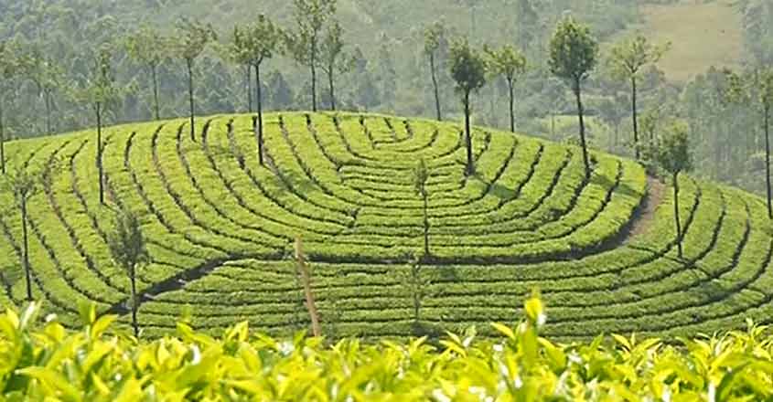 തോട്ടങ്ങളിൽ പഴവർഗ കൃഷി; ആറുമാസത്തിനകം നയരൂപീകരണം | Budget | Manorama