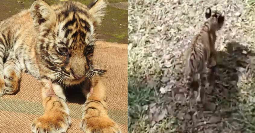 tiger-mangala tiger-mangala