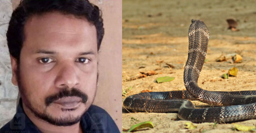 The king cobra was not released despite being bitten;  Surrendered to death by closing the door of the cage |  Trivandrum Zoo