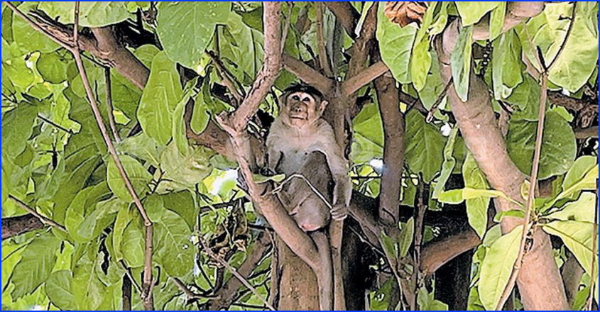 monkey-attacked