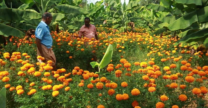 flowers
