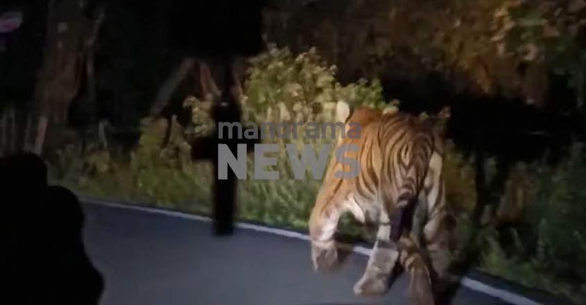 tiger