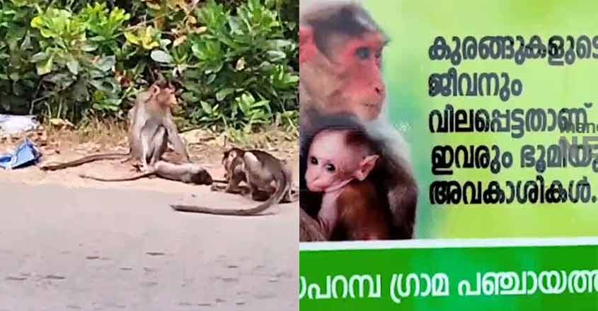 monkeys monkeys