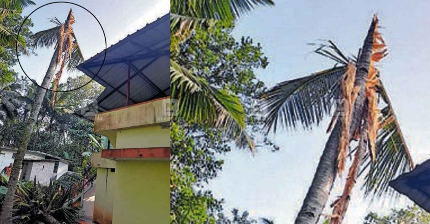 coconut-tree coconut-tree