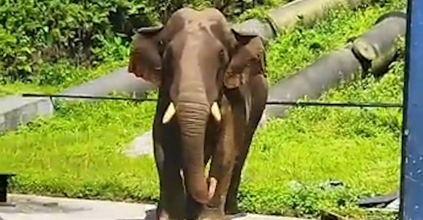 kabali-wild-elephant
