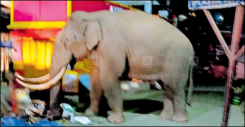 idukki-munnar-padayappa-elephant-nuisance-image-845-440