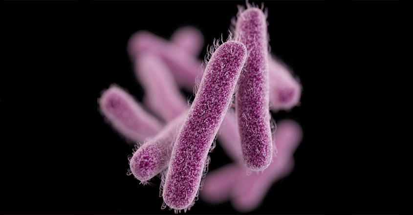 shigella-1