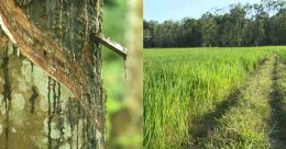 തോട്ടം മേഖലയ്ക്ക് തലോടൽ; നെല്ലിന്റെ താങ്ങുവില ഉയർത്തി തോട്ടം മേഖലയ്ക്ക് തലോടൽ; നെല്ലിന്റെ താങ്ങുവില ഉയർത്തി