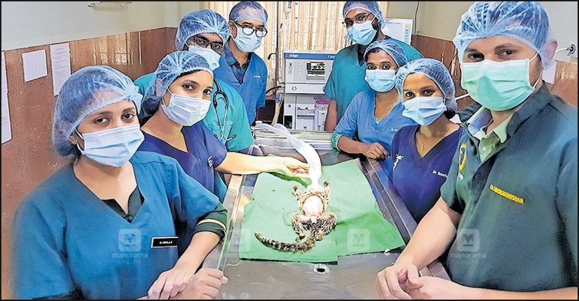 thrissur-rare-surgery-for-mother-monkey-image-845-440