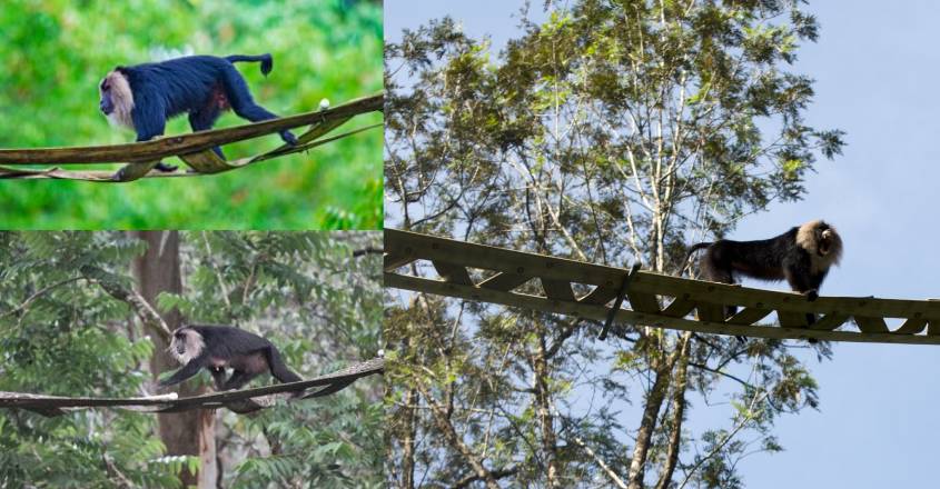 lion-tailed-macaque-valparai