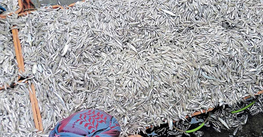 tanur-fish